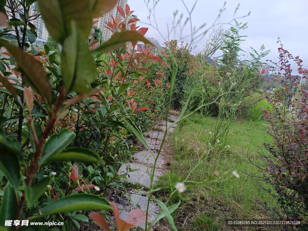田园小径旁的缤纷花草