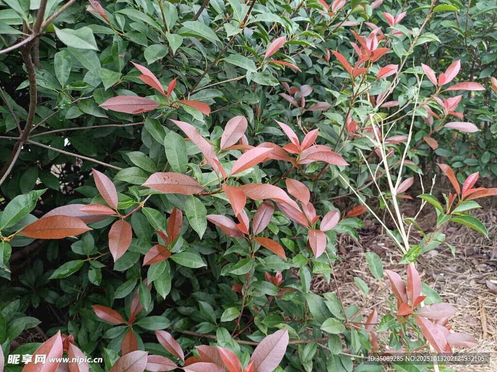 红叶灌木植物景观