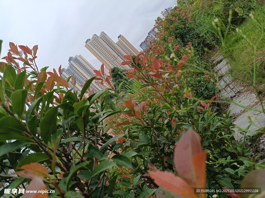 多彩植物装点的户外景致