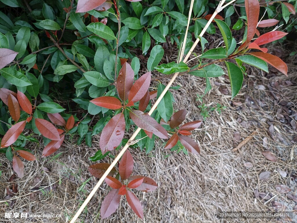 红叶植物特写