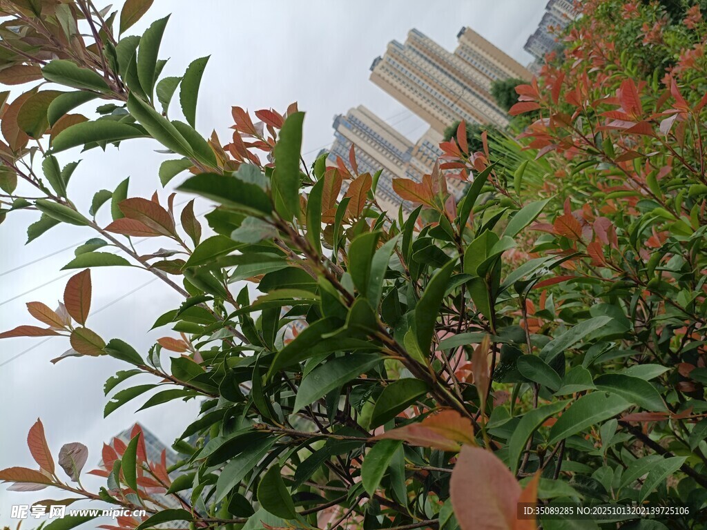 绿叶红边植物近景特写