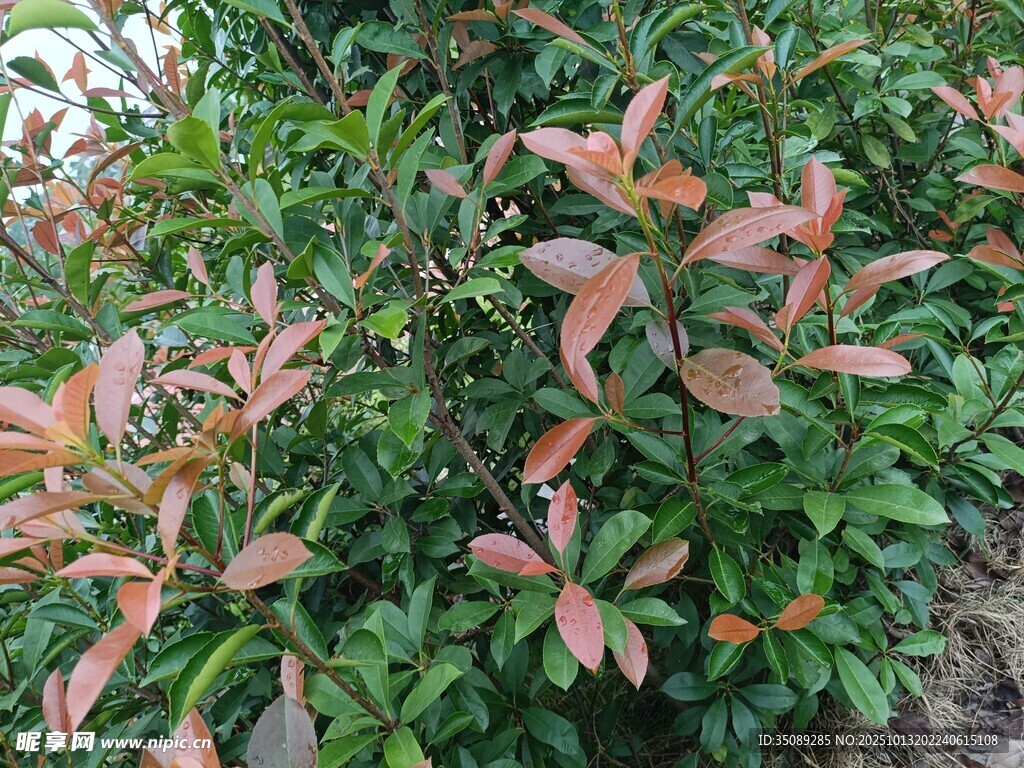 红叶灌木景观
