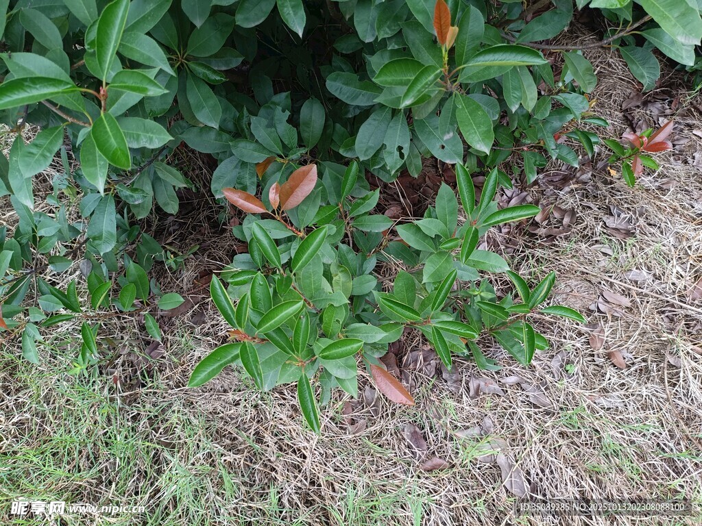 草丛中的绿植与枯叶