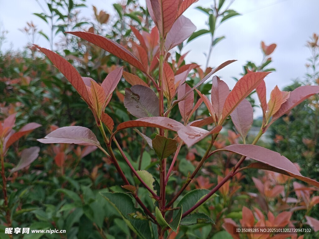 红叶植物特写