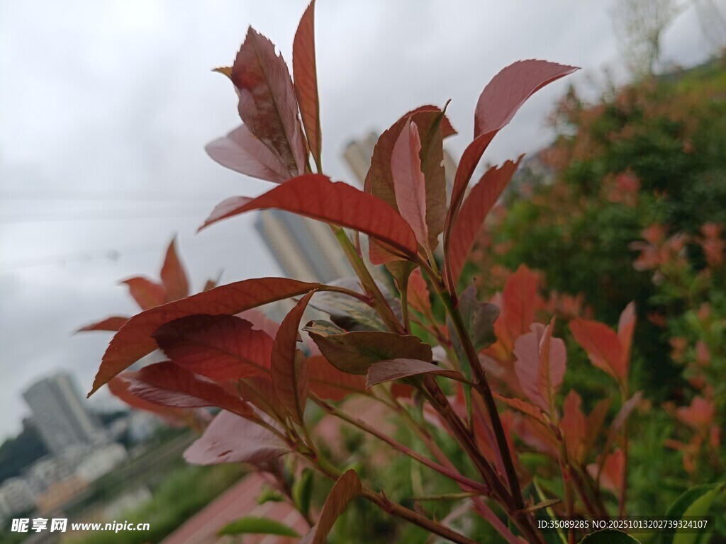 红叶植物特写