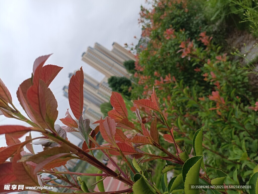 红叶绿植相映成趣