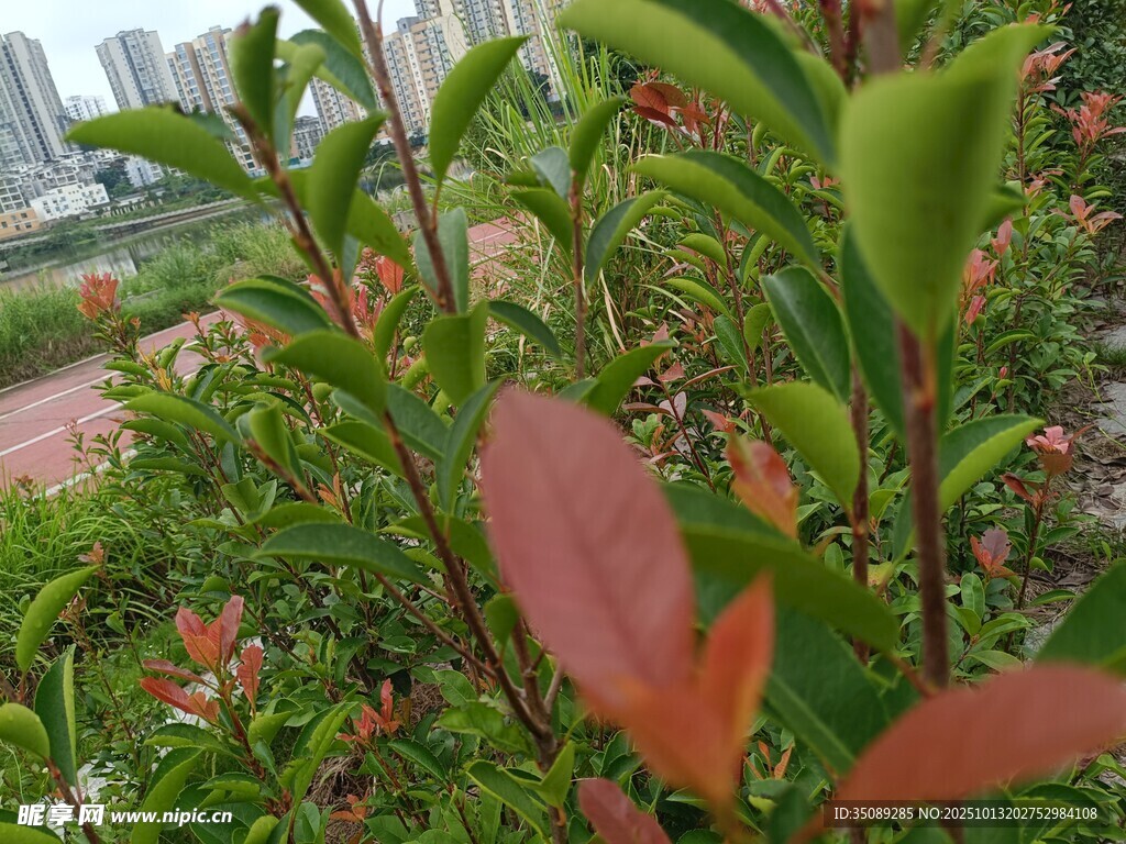 红绿叶植物特写