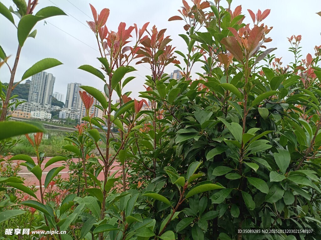 绿叶间的艳红花卉