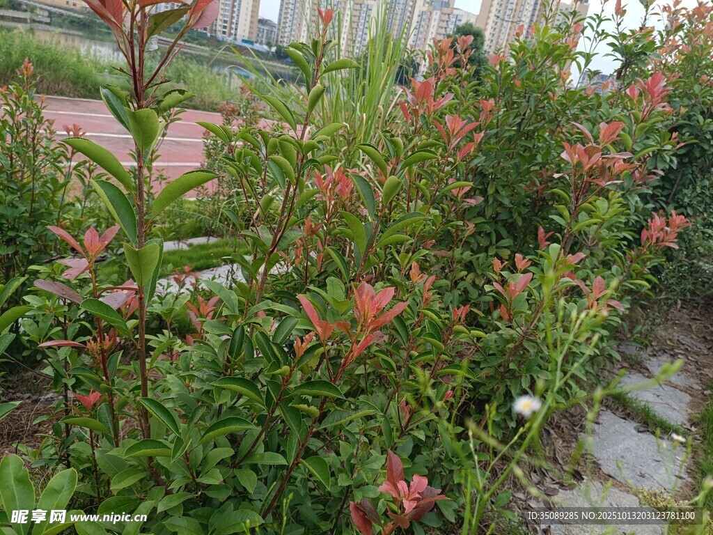 花园中色彩鲜艳的绿植花卉