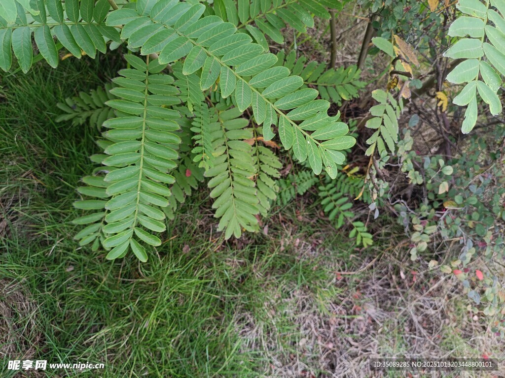 翠绿蕨类植物生长于草地