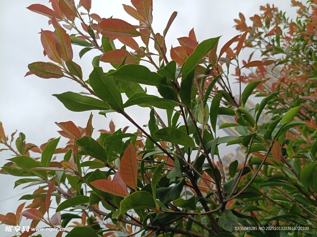 红绿叶植物特写