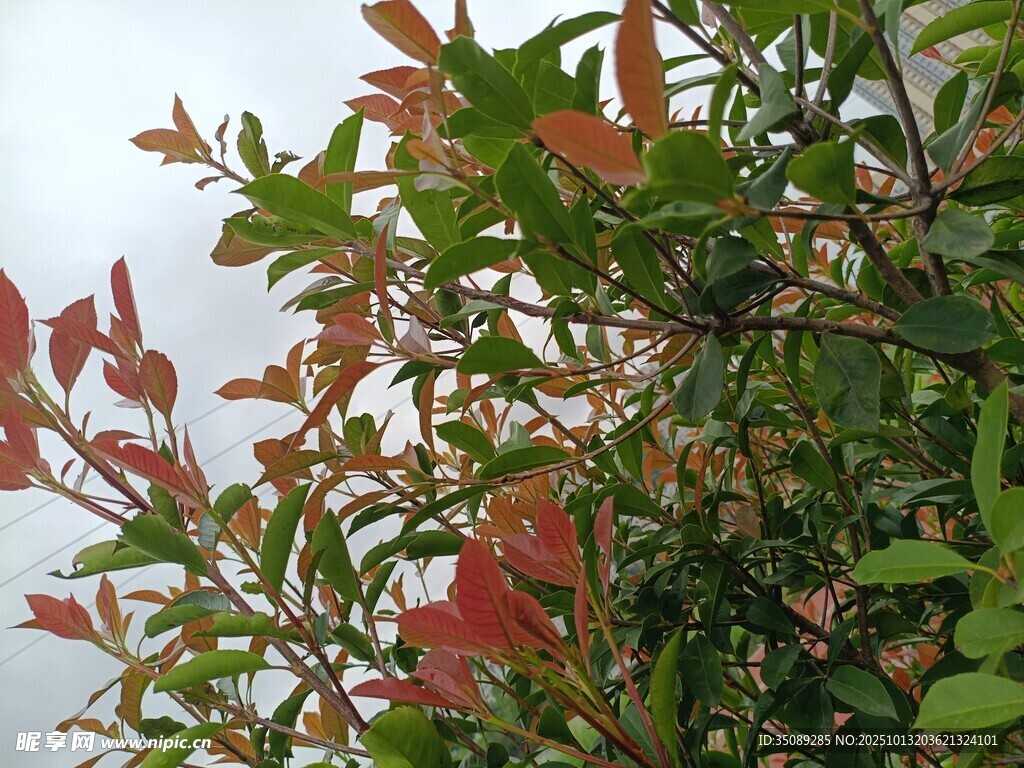 红绿叶植物特写