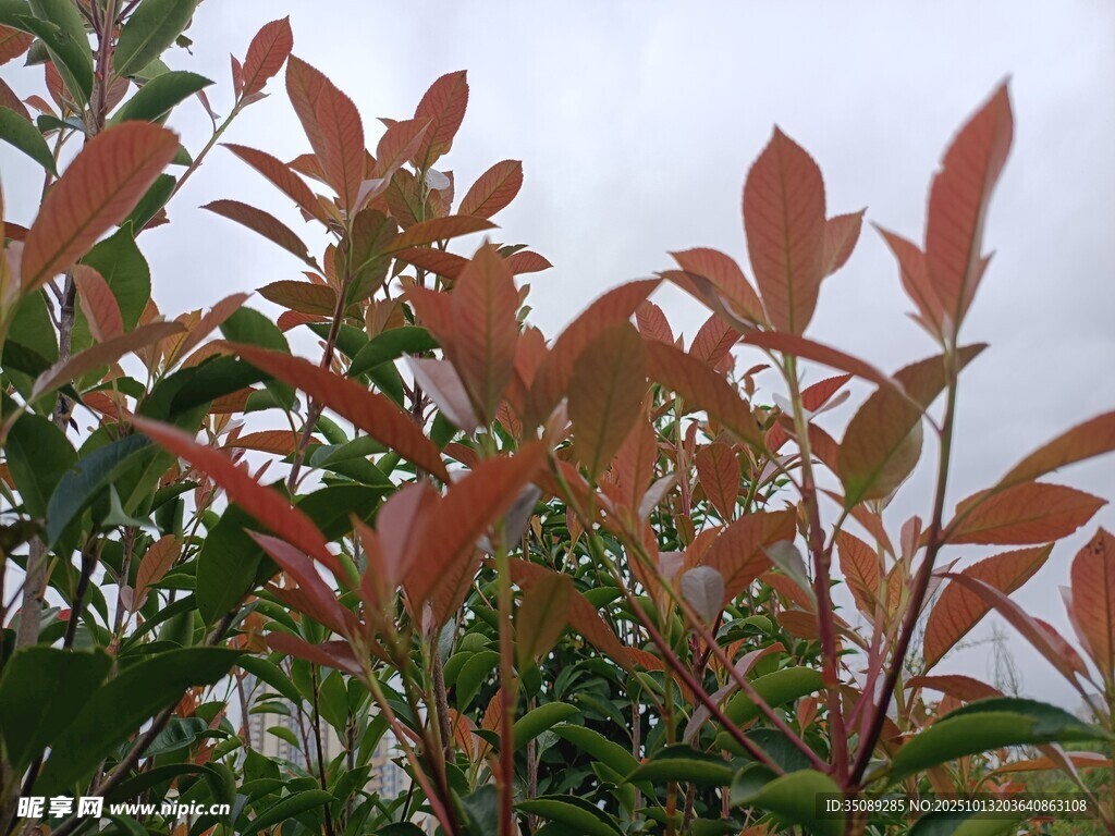 红叶植物特写