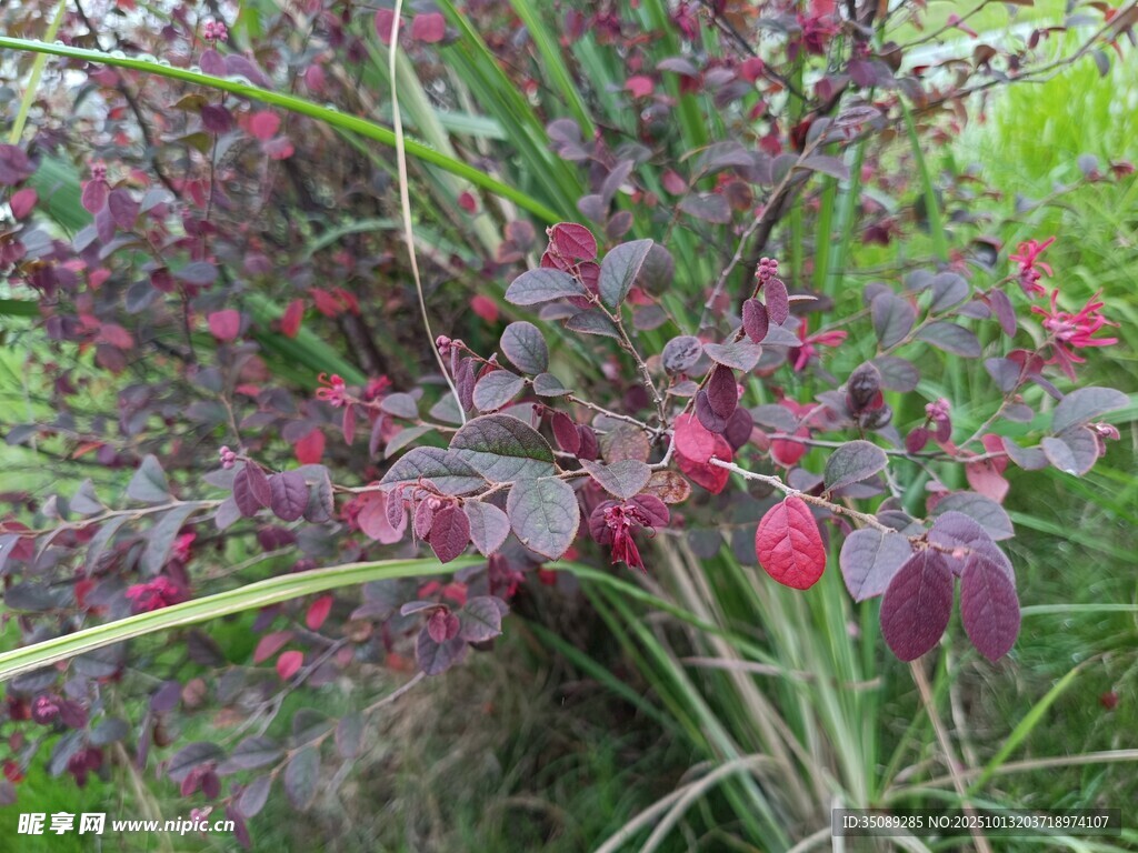 紫叶植物与红花相映成趣