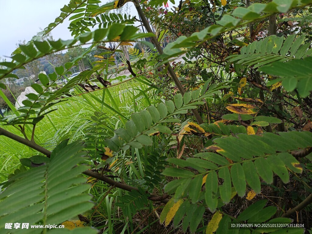 繁茂绿植展现自然生机