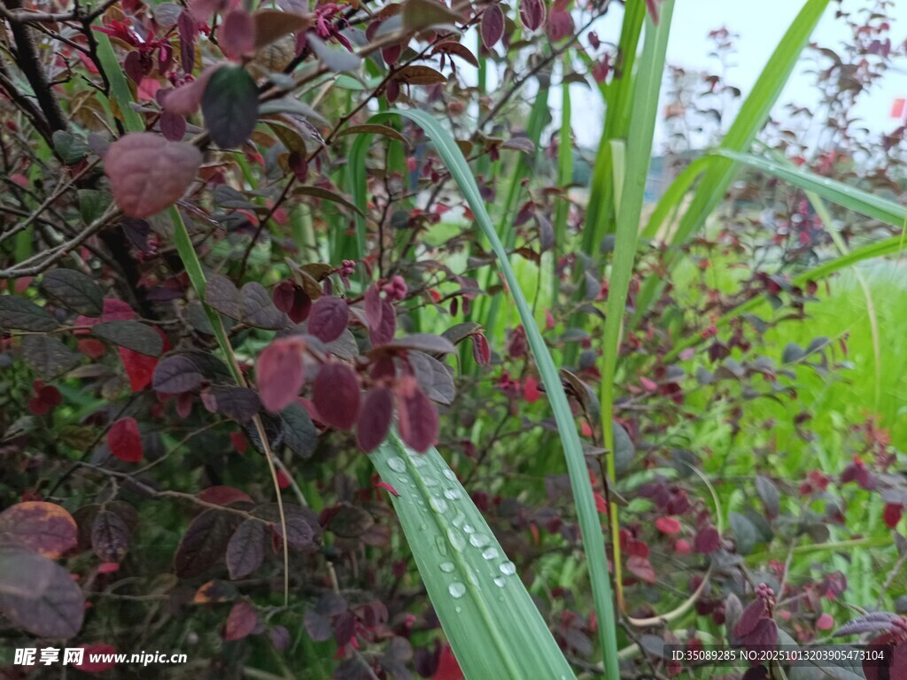 带露植物的多彩景致