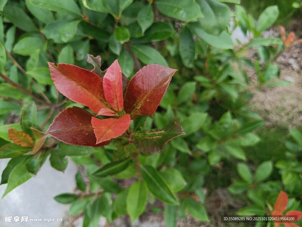红绿叶植物特写