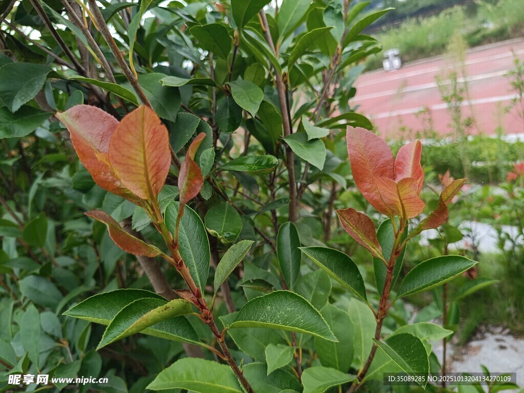 红叶绿叶交织的植物景观