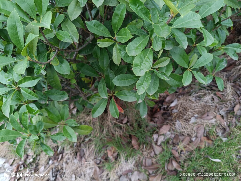 绿叶繁茂的地面植物