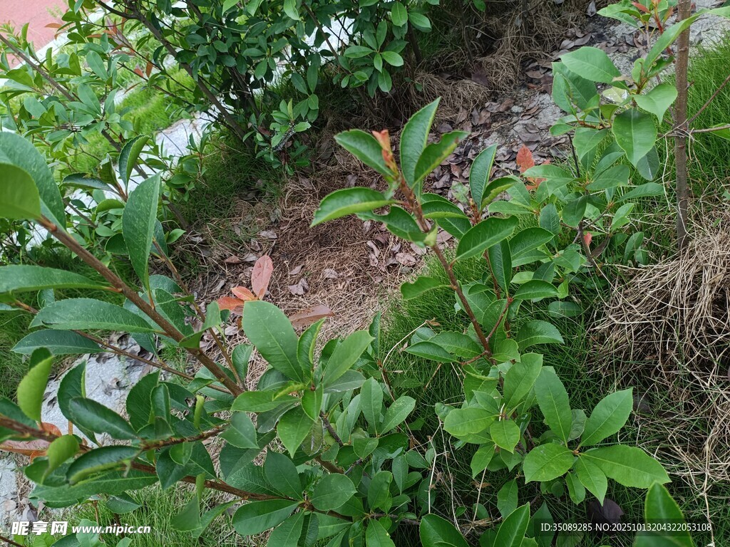 山坡上的繁茂绿植