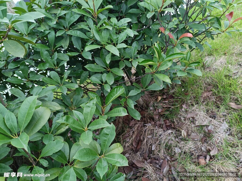 绿叶繁茂的灌木丛