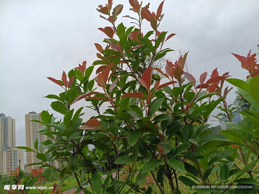 绿叶红边植物近景特写