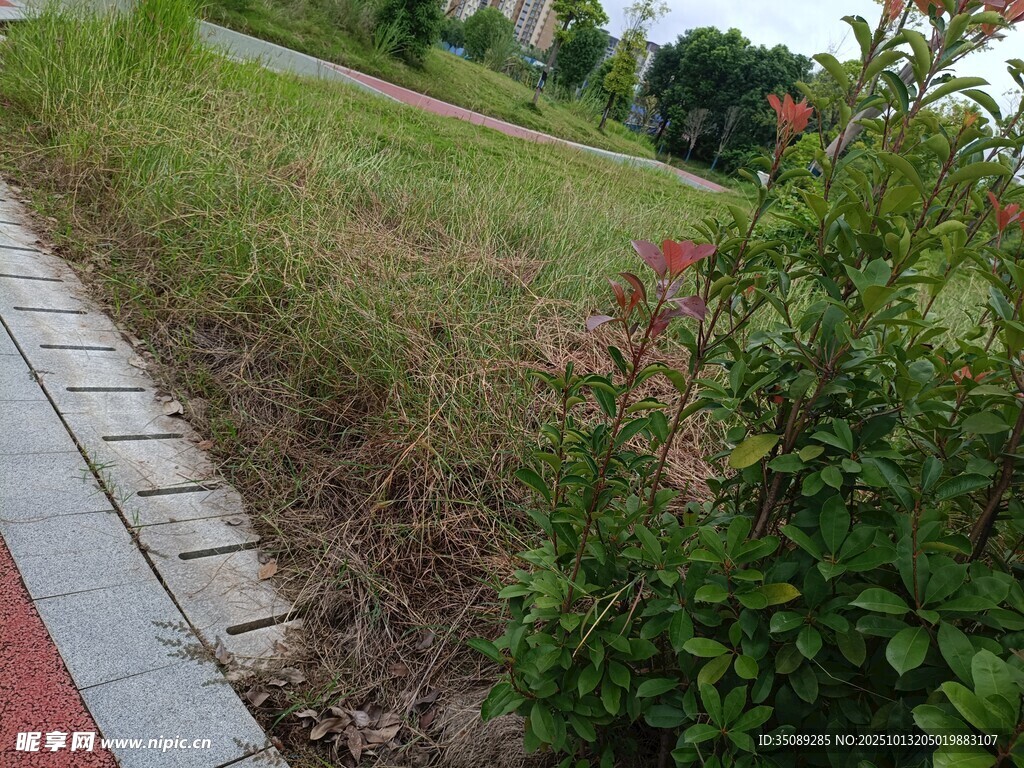 路边绿植景观