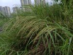 野外茂盛的绿色草丛