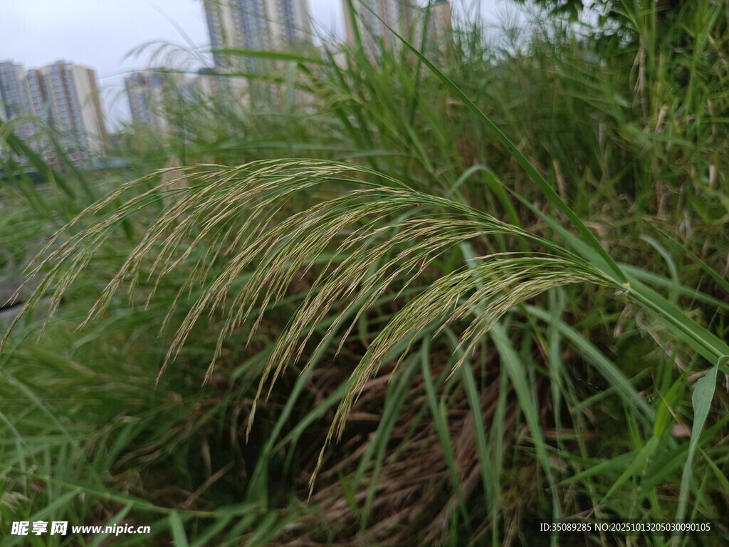 野外茂盛的绿色草丛
