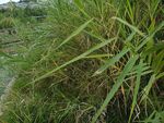 野外茂盛的绿色植物丛