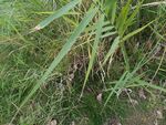 野外丛生的绿色野草