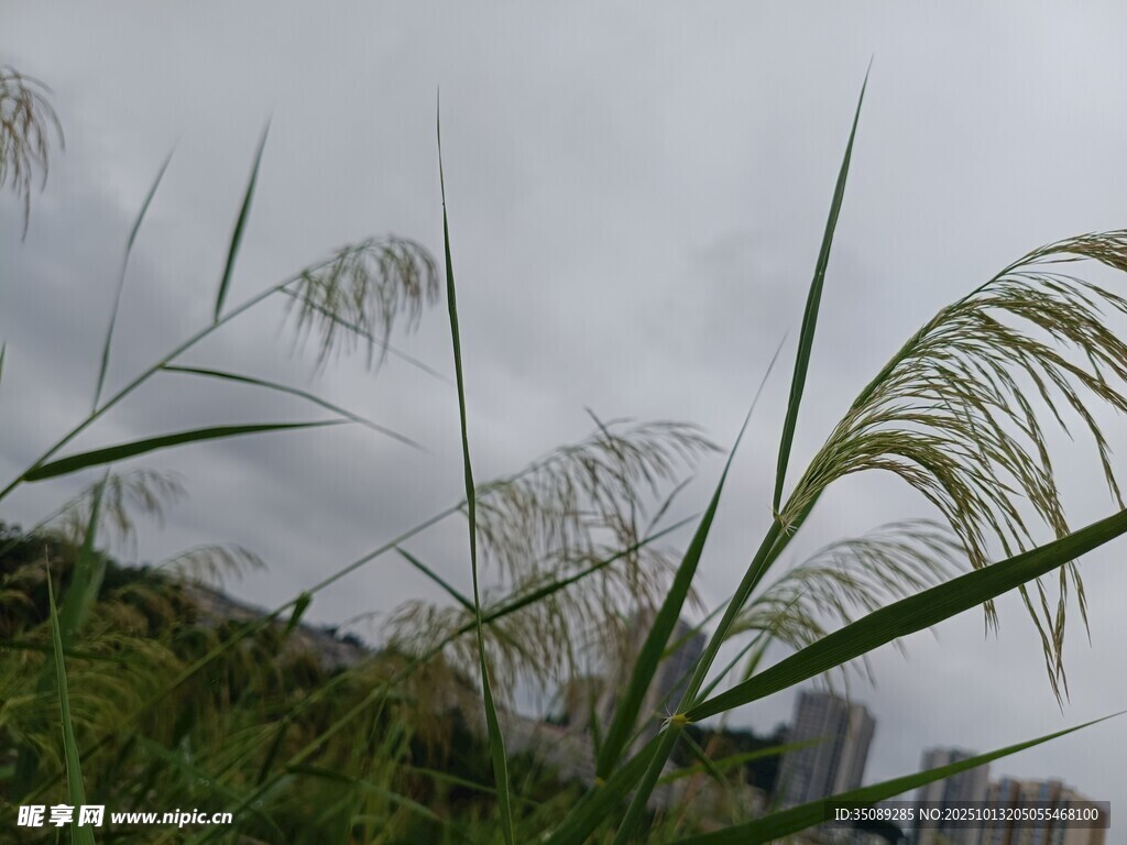 风中摇曳的芦苇与城市远景