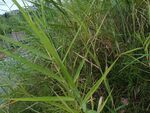 茂密草丛中的绿色植物