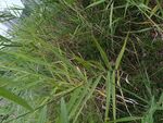 茂盛的绿色草丛