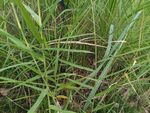 野外丛生的绿色植物