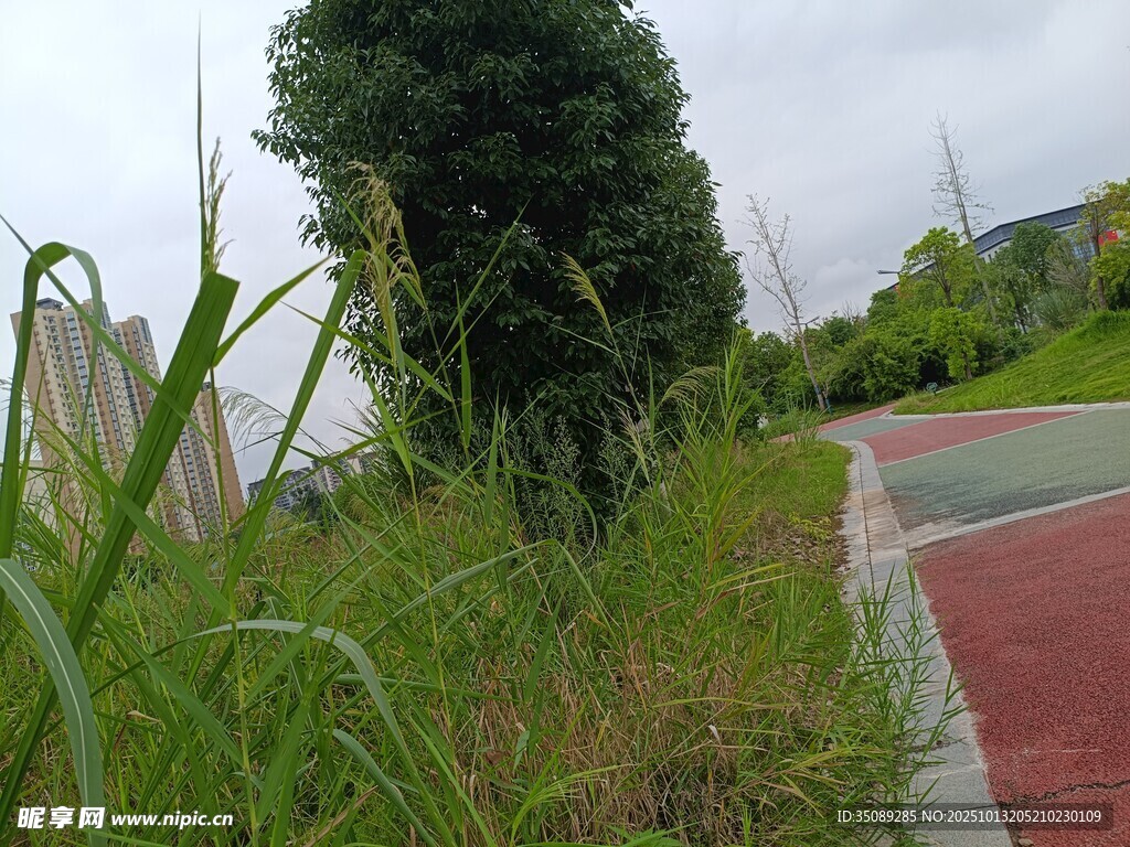 路边绿植与彩色步道景观