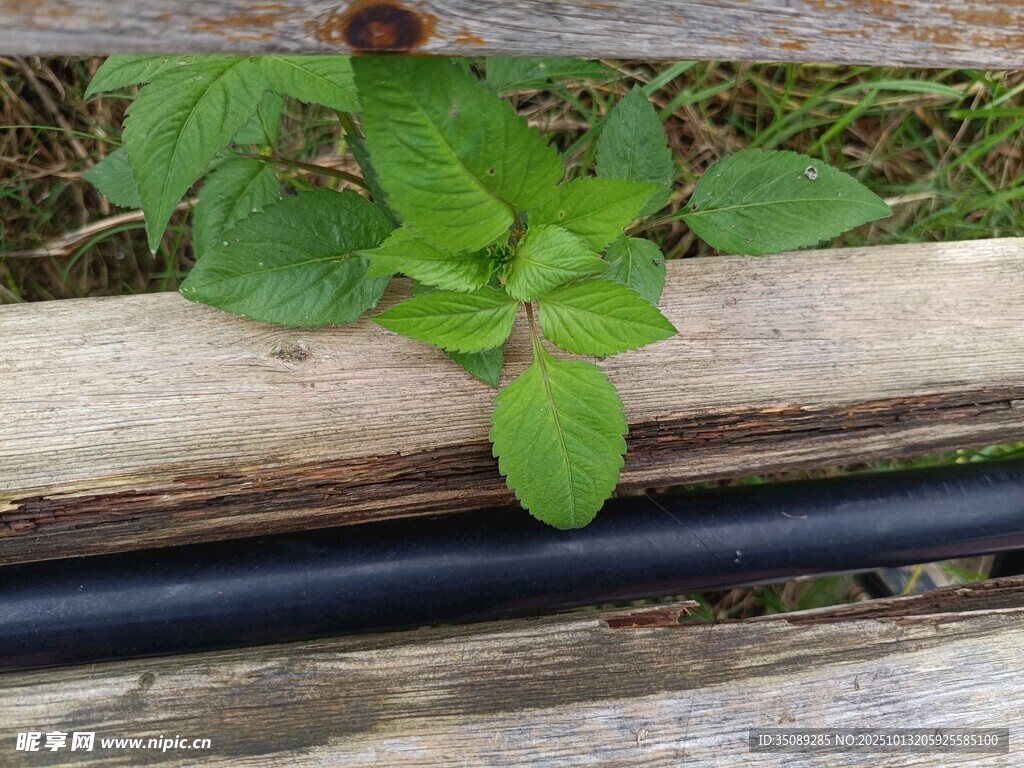 木边生长的嫩绿植物