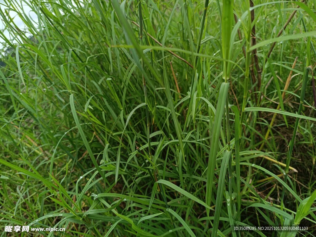 茂盛的绿色草丛