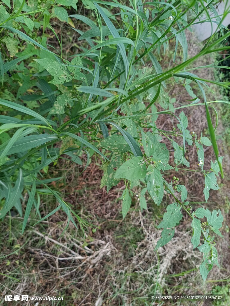 野外丛生的绿色植物