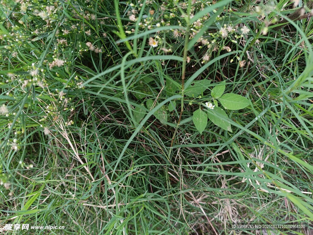 野外丛生的绿色植物