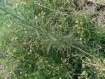 野外丛生的绿色植物