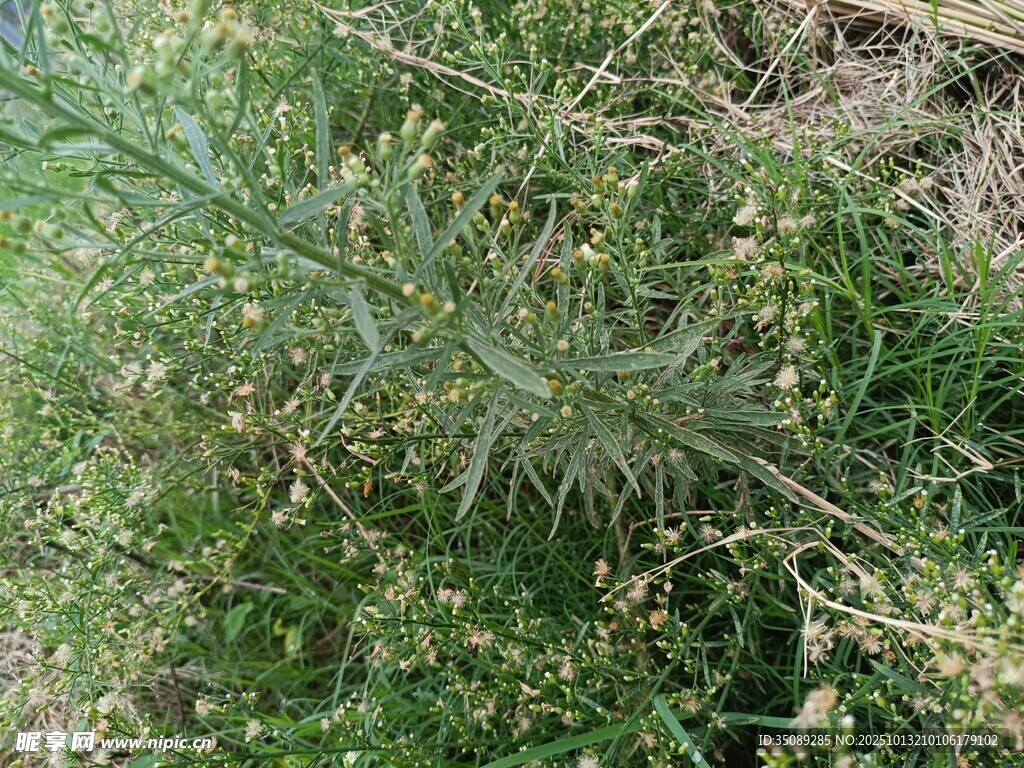 野外丛生的绿色植物