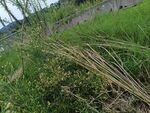 野外丛生的绿色植物