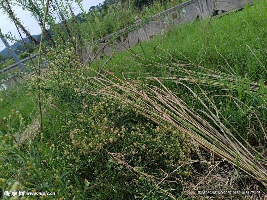 野外丛生的绿色植物