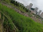 城市边缘的草地与高楼