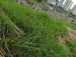 翠绿草地近景