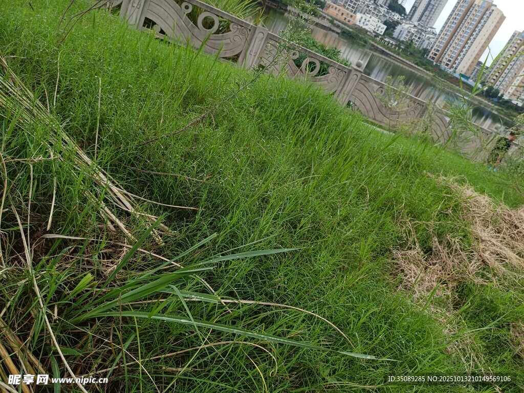 翠绿草地近景