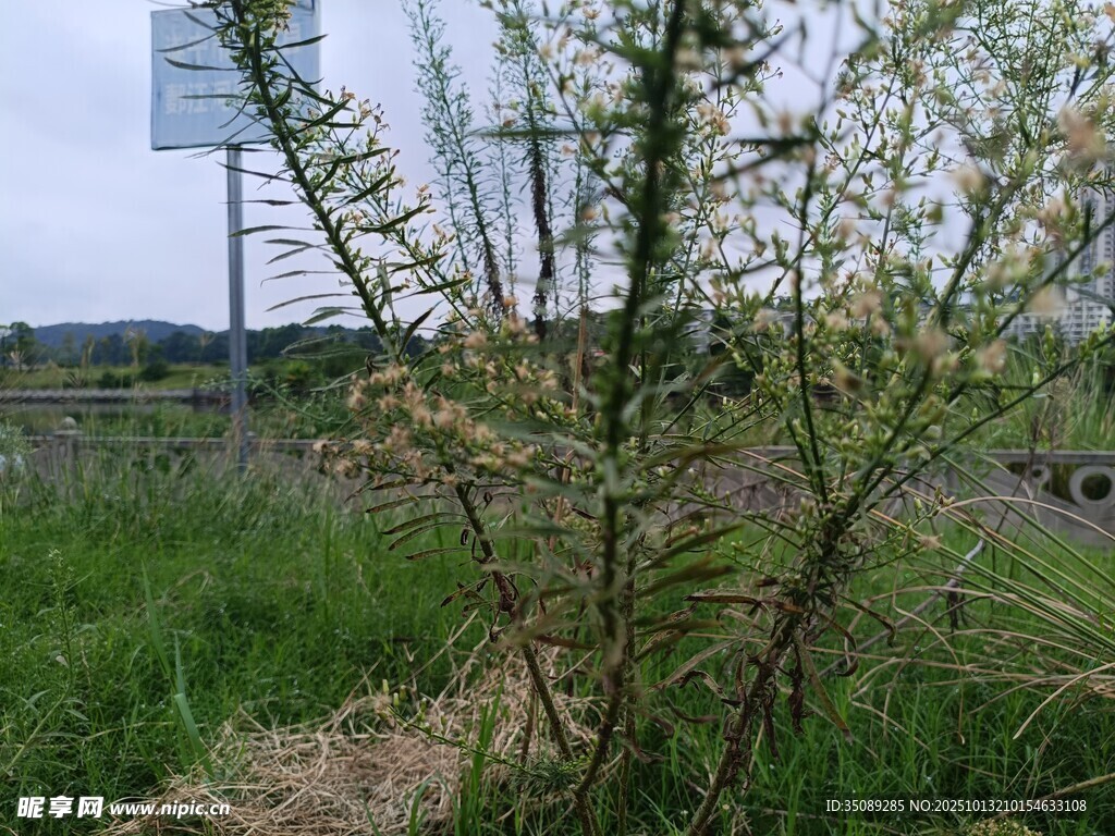 野外生长的带刺植物