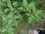 地面上的绿色植物枝叶