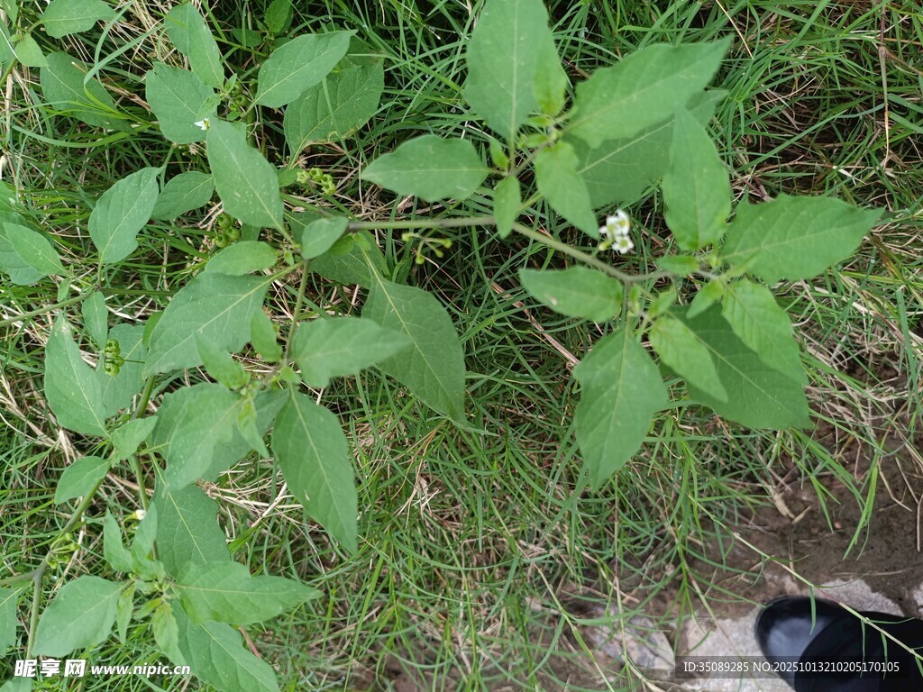 地面上的绿色植物枝叶